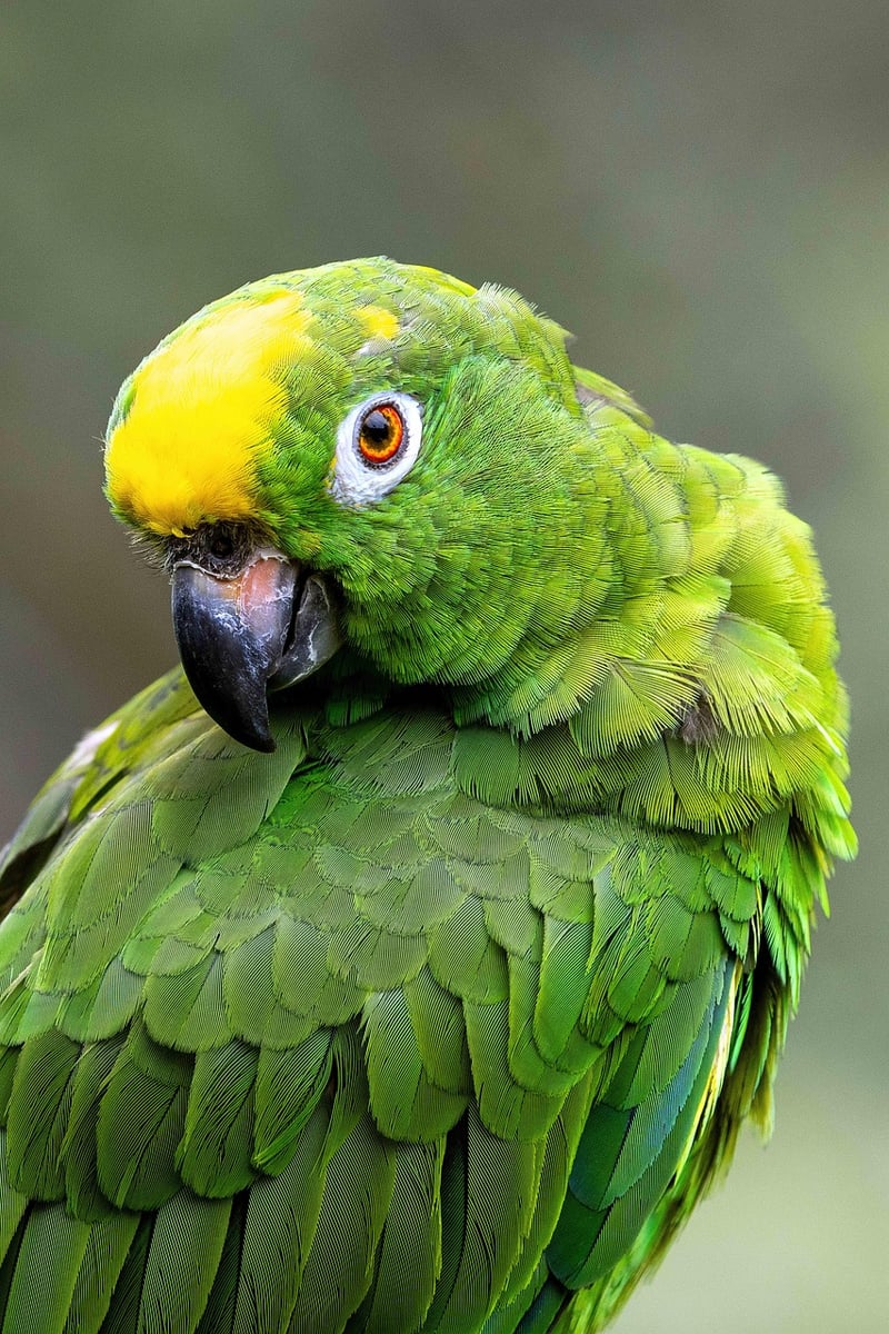 Amazon Rainforest Explorer